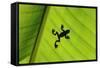 Silhouette of Frog through Banana Leaf-Martin Harvey-Framed Stretched Canvas