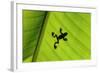 Silhouette of Frog through Banana Leaf-Martin Harvey-Framed Photographic Print