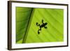 Silhouette of Frog through Banana Leaf-Martin Harvey-Framed Photographic Print