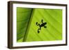Silhouette of Frog through Banana Leaf-Martin Harvey-Framed Photographic Print