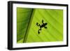 Silhouette of Frog through Banana Leaf-Martin Harvey-Framed Photographic Print