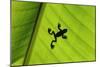 Silhouette of Frog through Banana Leaf-Martin Harvey-Mounted Photographic Print
