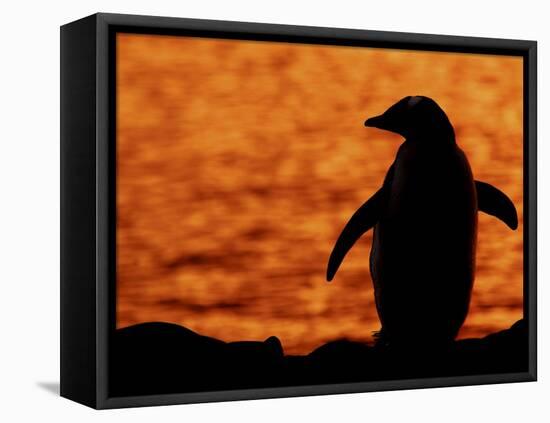 Silhouette of Gentoo Penguin at Sunset, Antarctica-Edwin Giesbers-Framed Stretched Canvas