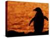 Silhouette of Gentoo Penguin at Sunset, Antarctica-Edwin Giesbers-Stretched Canvas