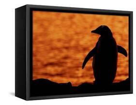 Silhouette of Gentoo Penguin at Sunset, Antarctica-Edwin Giesbers-Framed Stretched Canvas
