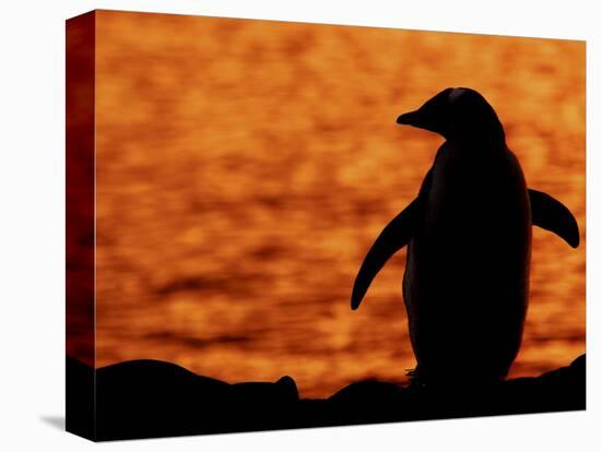 Silhouette of Gentoo Penguin at Sunset, Antarctica-Edwin Giesbers-Stretched Canvas