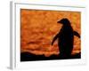 Silhouette of Gentoo Penguin at Sunset, Antarctica-Edwin Giesbers-Framed Photographic Print