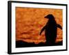 Silhouette of Gentoo Penguin at Sunset, Antarctica-Edwin Giesbers-Framed Photographic Print