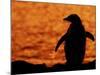 Silhouette of Gentoo Penguin at Sunset, Antarctica-Edwin Giesbers-Mounted Photographic Print