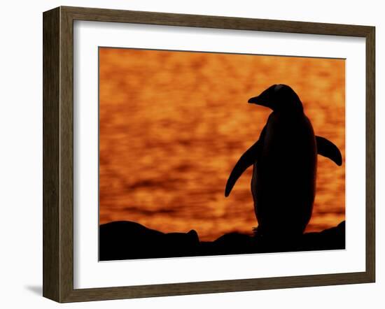 Silhouette of Gentoo Penguin at Sunset, Antarctica-Edwin Giesbers-Framed Photographic Print