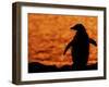 Silhouette of Gentoo Penguin at Sunset, Antarctica-Edwin Giesbers-Framed Photographic Print