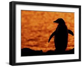 Silhouette of Gentoo Penguin at Sunset, Antarctica-Edwin Giesbers-Framed Photographic Print