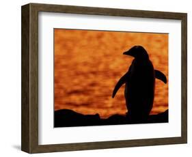 Silhouette of Gentoo Penguin at Sunset, Antarctica-Edwin Giesbers-Framed Photographic Print