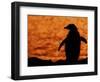 Silhouette of Gentoo Penguin at Sunset, Antarctica-Edwin Giesbers-Framed Photographic Print