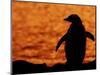 Silhouette of Gentoo Penguin at Sunset, Antarctica-Edwin Giesbers-Mounted Photographic Print