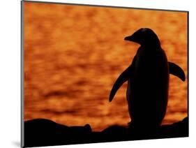 Silhouette of Gentoo Penguin at Sunset, Antarctica-Edwin Giesbers-Mounted Photographic Print