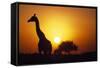 Silhouette of Giraffe at Sunrise-Paul Souders-Framed Stretched Canvas