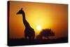 Silhouette of Giraffe at Sunrise-Paul Souders-Stretched Canvas