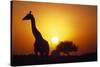 Silhouette of Giraffe at Sunrise-Paul Souders-Stretched Canvas