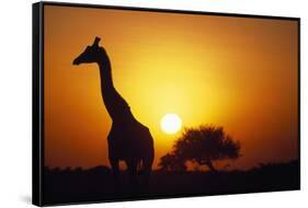 Silhouette of Giraffe at Sunrise-Paul Souders-Framed Stretched Canvas