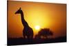 Silhouette of Giraffe at Sunrise-Paul Souders-Stretched Canvas