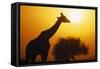 Silhouette of Giraffe at Sunrise-null-Framed Stretched Canvas