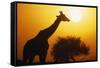 Silhouette of Giraffe at Sunrise-null-Framed Stretched Canvas