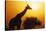 Silhouette of Giraffe at Sunrise-null-Stretched Canvas