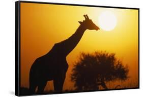 Silhouette of Giraffe at Sunrise-null-Framed Stretched Canvas