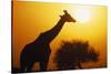 Silhouette of Giraffe at Sunrise-null-Stretched Canvas