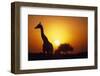 Silhouette of Giraffe at Sunrise-Paul Souders-Framed Photographic Print