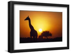 Silhouette of Giraffe at Sunrise-Paul Souders-Framed Photographic Print