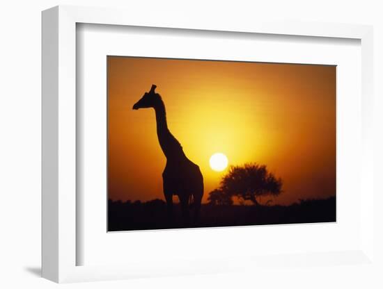 Silhouette of Giraffe at Sunrise-Paul Souders-Framed Photographic Print