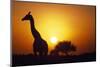 Silhouette of Giraffe at Sunrise-Paul Souders-Mounted Photographic Print