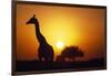 Silhouette of Giraffe at Sunrise-Paul Souders-Framed Photographic Print