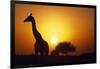 Silhouette of Giraffe at Sunrise-Paul Souders-Framed Photographic Print