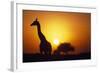 Silhouette of Giraffe at Sunrise-Paul Souders-Framed Photographic Print