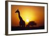 Silhouette of Giraffe at Sunrise-Paul Souders-Framed Photographic Print