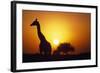 Silhouette of Giraffe at Sunrise-Paul Souders-Framed Photographic Print