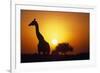 Silhouette of Giraffe at Sunrise-Paul Souders-Framed Photographic Print