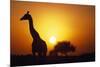 Silhouette of Giraffe at Sunrise-Paul Souders-Mounted Photographic Print