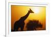 Silhouette of Giraffe at Sunrise-null-Framed Photographic Print