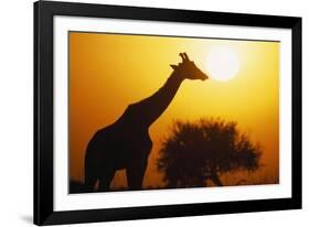 Silhouette of Giraffe at Sunrise-null-Framed Photographic Print