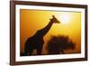 Silhouette of Giraffe at Sunrise-null-Framed Photographic Print