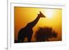 Silhouette of Giraffe at Sunrise-null-Framed Photographic Print