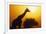 Silhouette of Giraffe at Sunrise-null-Framed Photographic Print