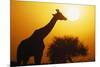 Silhouette of Giraffe at Sunrise-null-Mounted Photographic Print