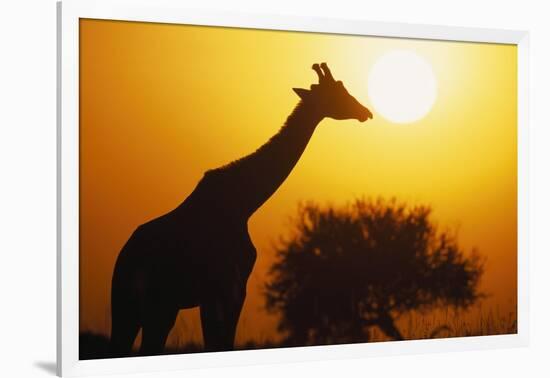 Silhouette of Giraffe at Sunrise-null-Framed Photographic Print