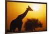 Silhouette of Giraffe at Sunrise-null-Framed Photographic Print