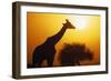 Silhouette of Giraffe at Sunrise-null-Framed Photographic Print